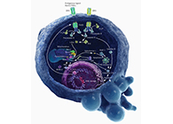 HQL造药、常州隆赛和上海BB贝博将共同研新型抗癌药物