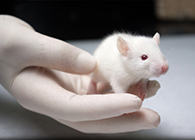 BB贝博肿瘤药效尝试顺利通过江苏省FDA审查