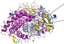 2009年5月BB贝博参与了上海国际蛋白质及多肽产业展览会