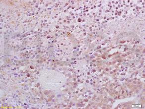 首页-BB贝博艾弗森公司官网