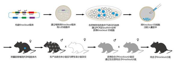 首页-BB贝博艾弗森公司官网