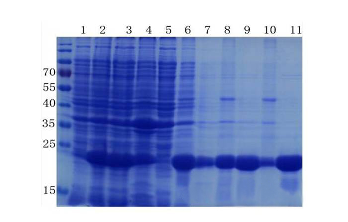 蛋白质提取与纯化技巧——BB贝博生物医药