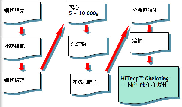 宽恕体蛋白纯化和复性的根基步骤
