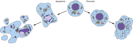 BB贝博细胞凋亡检测技术服务