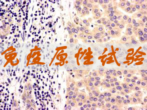 BB贝博免疫原性试验服务