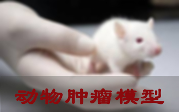 BB贝博肿瘤模型成立服务