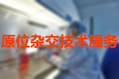 BB贝博原位杂交技术服务