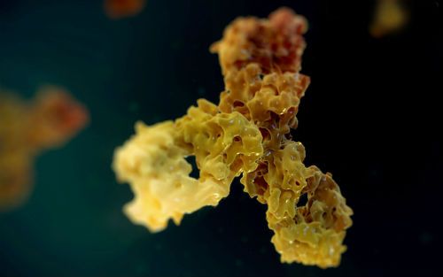 日本PD-1单抗Opdivo价值着落50%