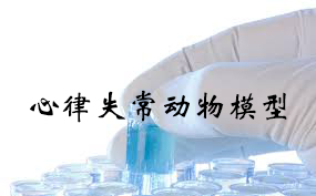 心率变态动物模型