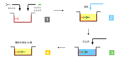 首页-BB贝博艾弗森公司官网