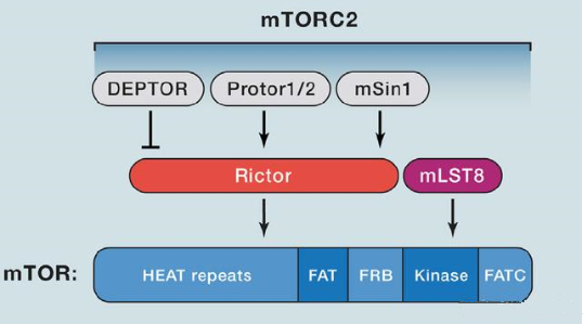 mTORC2的组成蛋白重要有Rictor、mSin1、mSLT8和Protor等