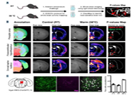 减肥药对准新靶点，强效减肥药即将来袭？