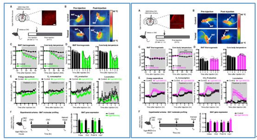对神经元的激活会削减棕色脂肪产能，削减身段活动，从而抑造能量的亏损；相反，抑造神经元会提高能量的亏损。