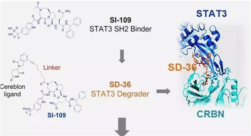 结构优化得到的SH2结合分子SI-109与CRBN结合，得到SD-36