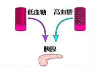 调节血糖稳态，GK负沉前行