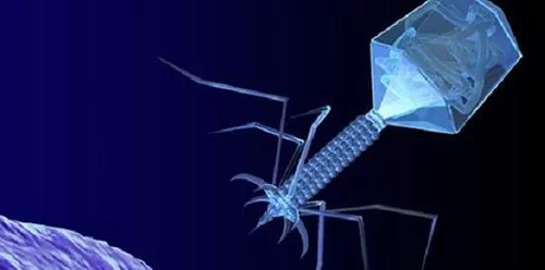 噬菌体疗法、溶瘤病毒，以及构建细胞表白载体的病毒转染因子等都体现出病毒对人类善良和善的一面