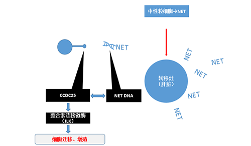 除了单纯的捕获，NET DNA与CCDC-25的结合还加强了癌细胞的侵袭行为，推进了癌症的肝转移。