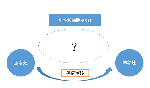 NET可能会通过某些方式“捕获”或“唤醒”癌细胞，从而造成癌细胞的迁徙。