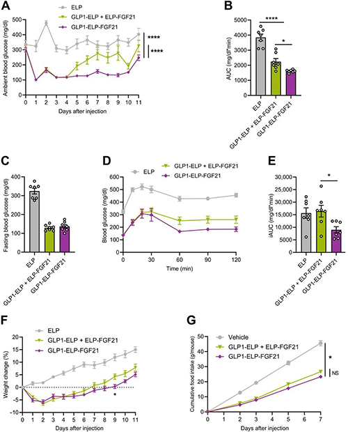 GLP1-ELP-FGF21双激昂剂大局在医治上优于GLP-1 / FGF21单激昂剂混合物 BB贝博