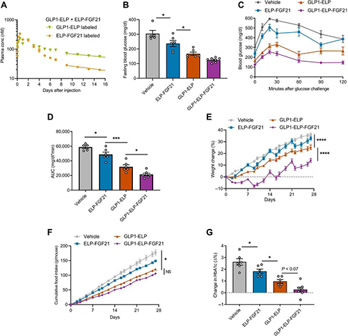 GLP1-ELP-FGF21双激昂剂融合蛋白对血糖和体沉拥有有效且持续的作用 BB贝博
