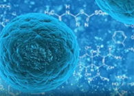 攻克三阴性乳腺癌，蜜蜂毒液竟是关键？