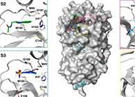 【Nature子刊】国际团队结合力量，加快基于COVID-19结构的药物设计！