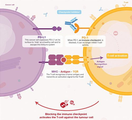 饿了吗？饿一饿原来能够辅助PD-1抑造剂肿瘤免疫医治 