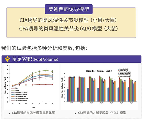 BB贝博诱导的类风湿性关节炎模型