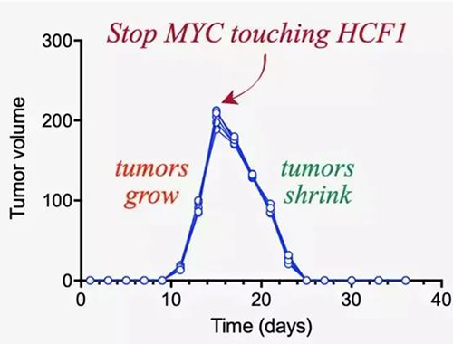 能够“消融”肿瘤的蛋白质，你肯定没有听说过！