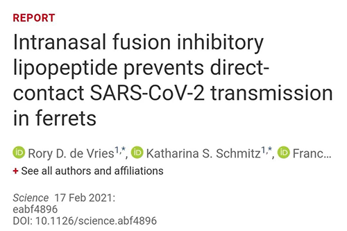 Science快递|鼻喷雾剂可阻止新冠肺炎传布，在雪貂尝试中已初获功效