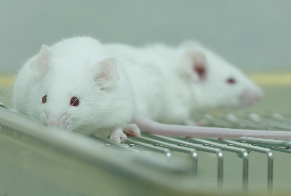 带你相识BB贝博临床前钻研服务 