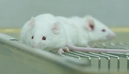 BB贝博临床前钻研-药效学、药代动力学和临床前钻研服务