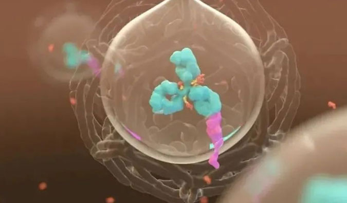 美研 | ADC，为靶向给药而精准深耕