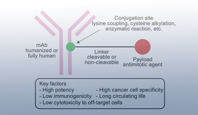 ADC药物：迎接市场热潮，攻破研发壁垒