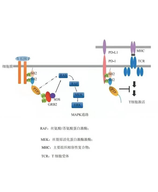 BB贝博助力凌达生物SHP2变构抑造剂RG001片获批临床.jpg