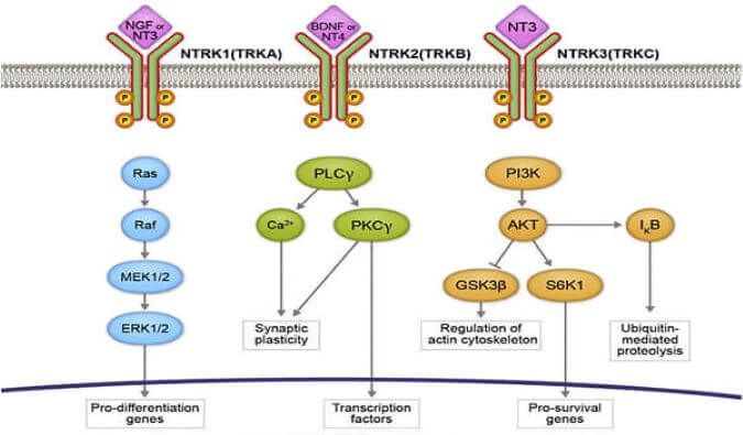 BB贝博助力睿跃生物1类新药 TRK降解剂CG001419获批临床.jpg