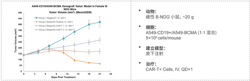 双特异性CAR-T药效钻研：CD19-BCMA.jpg