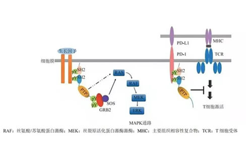 BB贝博助力凌达生物SHP2变构抑造剂RG001片获批临床.jpg