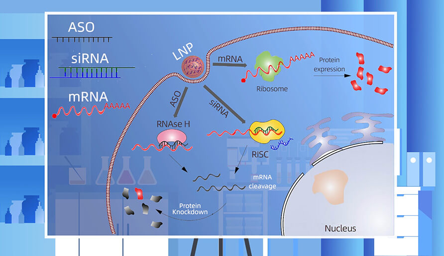 核酸药物的作用机造重要有哪些？