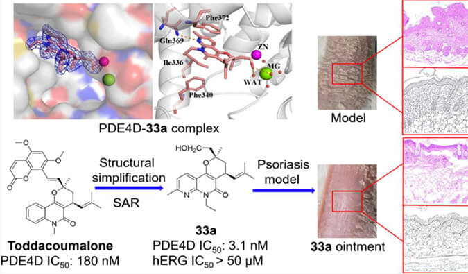发现用于部门医治牛皮癣的新型PDE4抑造剂，幼鼠、大鼠和人肝微粒体的代谢不变性尝试通过BB贝博测定