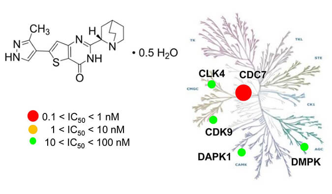 TAK-931是一种高特异性CDC7抑造剂，拥有抗肿瘤功效，本钻研中体内药效尝试通过BB贝博进行