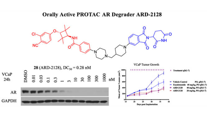 ARD-2128是一种PROTAC AR降解剂，拥有杰出的血浆和微粒体不变性，本钻研中体表不变性和PK钻研通过BB贝博进行