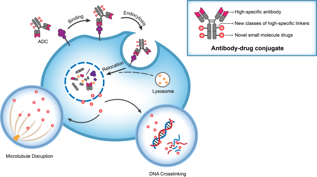 BB贝博助力 | 华奥泰靶向CD73的ADC在美国获批临床