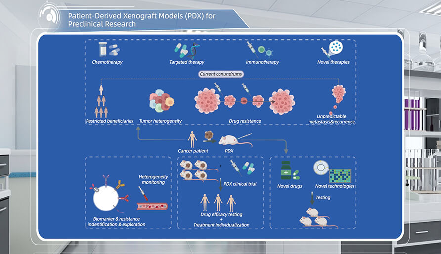 什么是临床前钻研的PDX（人源肿瘤异种移植）模型？