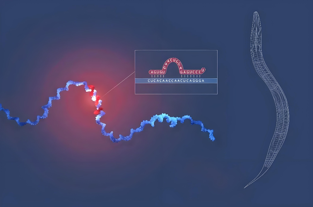 miRNA成诺贝尔奖明星分子，BB贝博正全快赋能核酸药物研发