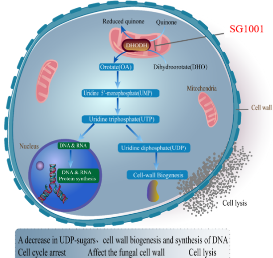 BB贝博祝贺祥根生物创新药SG1001实现首例受试者给药
