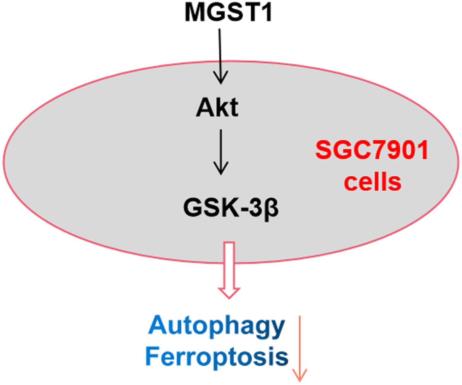 MGST1过表白通过激活Akt/GSK-3β信号通路诱导胃癌细胞增殖，本钻研中MGST1过表白等体表尝试通过BB贝博进行