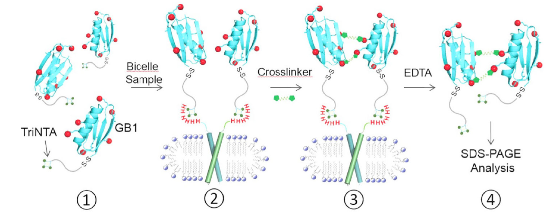 跨膜结构域寡聚体的结构测定新步骤，其中TriNTA通过BB贝博合成