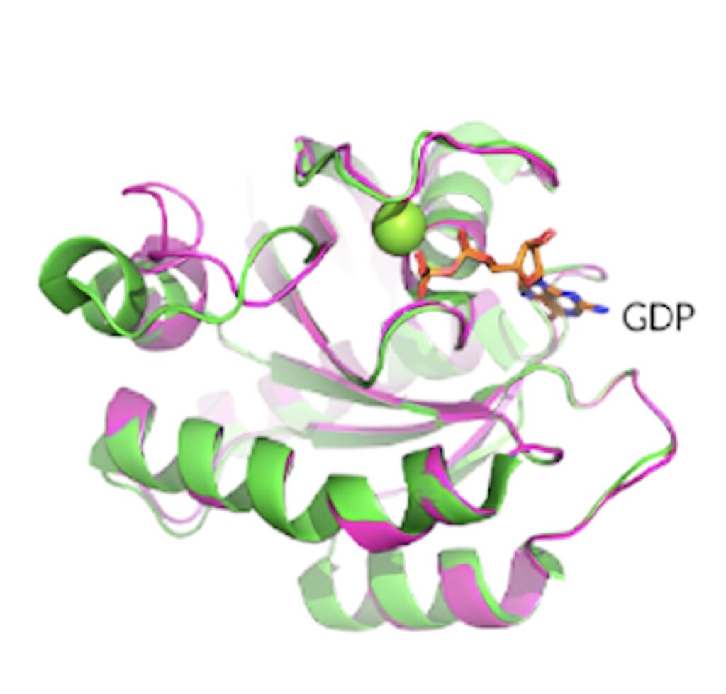 KRAS G12D晶体结构揭示了蛋白质的构象和 GDP 结合状态。.jpeg